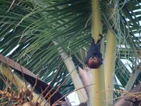 Flughunde auf Mauritius