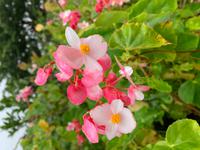 Begonien auf Mauritius