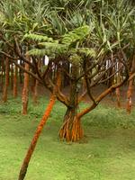 Schraubenbaum oder Pandanußbaum 