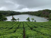 Blick aus dem alten Kolonialhaus auf Teefelder und den Kratersee