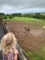 Tierische Bewohner auf der Teeplantage
