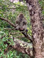 Makaken auf Mauritius