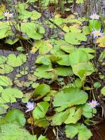 Black River Gorges Nationalpark