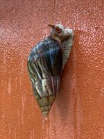 Eindrucksvolle Tierwelt auf Mauritius