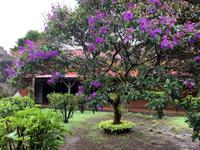 Blütenpracht auf Mauritius