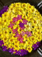 Blütenpracht auf Mauritius