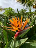 Strelitzien auf Mauritius