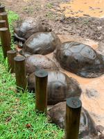 Faule Riesenschildkröten 