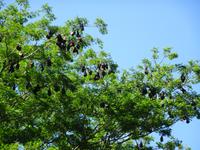 Flughunde im Botanischen Garten von Pamplemousses