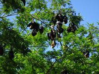 Flughunde im Botanischen Garten von Pamplemousses