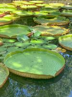 Das Highlight des Botanischen Gartens!