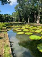 Der Riesenseerosenteich im Botanischen Garten