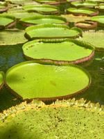 Der Riesenseerosenteich im Botanischen Garten