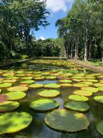 Der Riesenseerosenteich im Botanischen Garten