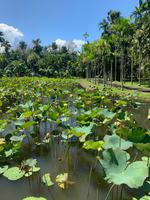 Lotus-Teich im Botanischen Garten