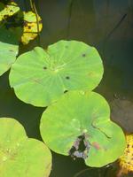 Perleffekt der Lotusblätter