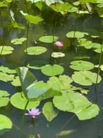 Indische Lotusblume im Lotus-Teich
