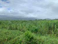 Zahlreiche Zuckerrohrfelder links und rechts des Weges ...
