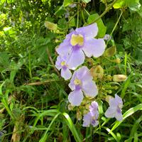 Blütenpracht auf La Réunion