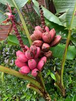 ... in der Ferme Auberge La Cayenne