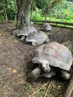 Riesenschildkröten  - Iles des Palmes Eco Resort
