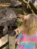 Riesenschildkröten  - Iles des Palmes Eco Resort