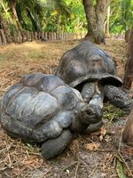 Riesenschildkröten auch am Anse Lazio