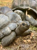 Riesenschildkröten auch am Anse Lazio