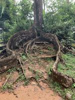 Mission Lodge - Mahé - Seychellen