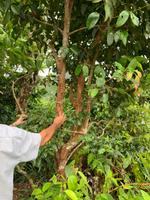 Zimtbaum - Mission Lodge