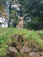 Mission Lodge - Mahé - Seychellen