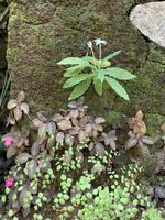Botanischer Garten - Seychellen