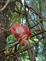 Blüte des Kanonenkugelbaumes