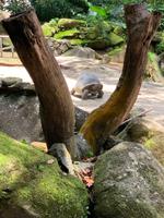 Riesenschildkröten - auch hier im Botanischen Garten zu Hause