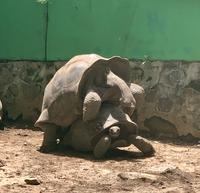 Schildkrötenliebe ...