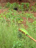 Fahrt Richtung Amber Mountain Nationalpark