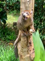 Freundliche Lemuren in Madagaskar