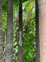 Chamäleon in Madagaskar