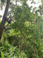 Regenwald von Madagaskar