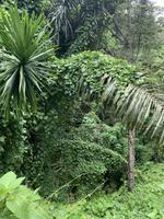 Regenwald von Madagaskar