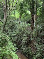 Spaziergang im Regenwald von Madagaskar