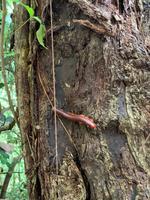 Regenwald von Madagaskar