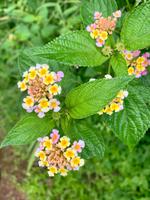 Wandelröschen im Regenwald von Madagaskar