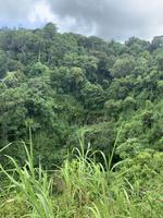 Regenwald von Madagaskar