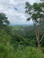 Regenwald von Madagaskar