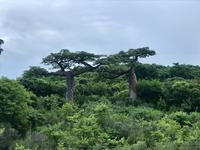 Baobab - Affenbrotbaum Madagaskar
