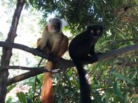 Lemureninsel - Madagaskar