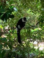 Lemuren in Madagaskar