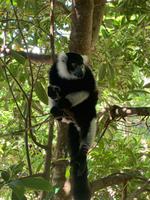 Lemuren in Madagaskar