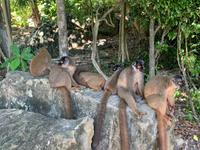 Lemureninsel - Madagaskar